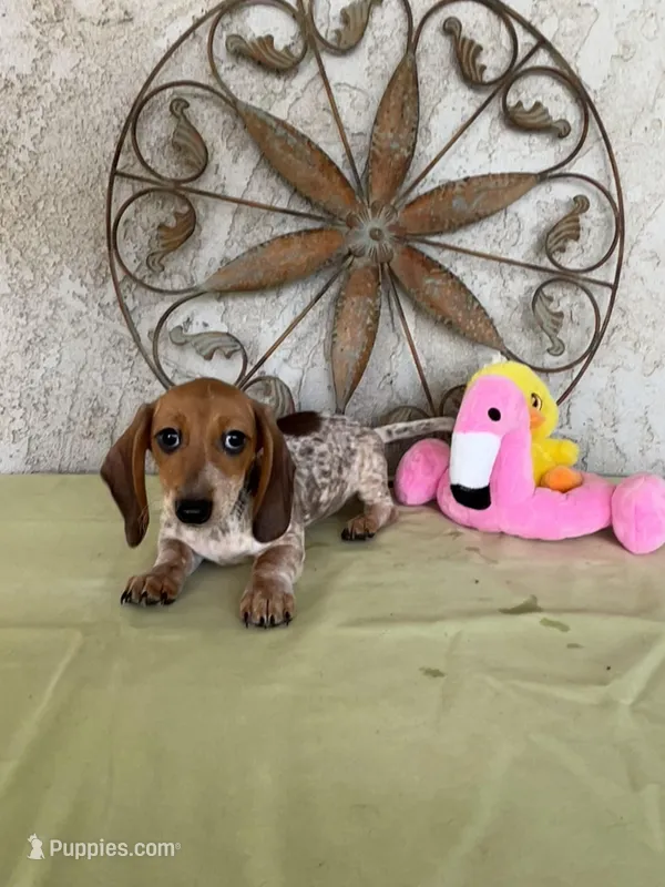Princess  – Miniature Dachshund puppy for sale in Perris, CA