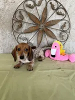 Princess , a female Miniature Dachshund for sale in Perris, CA – Photo 1 of 5