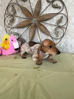 Princess , a female Miniature Dachshund for sale in Perris, CA – Photo 4 of 5