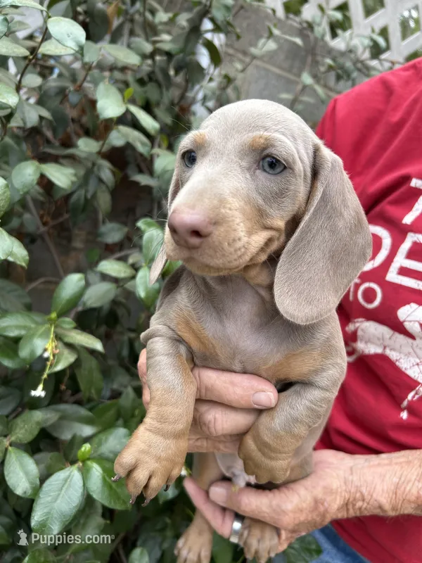 Blue – Miniature Dachshund puppy for sale in Perris, CA