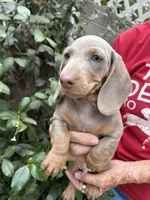 Blue, a male Miniature Dachshund for sale in Perris, CA – 1 of 3