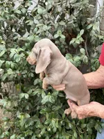 Blue, a male Miniature Dachshund for sale in Perris, CA – 2 of 3