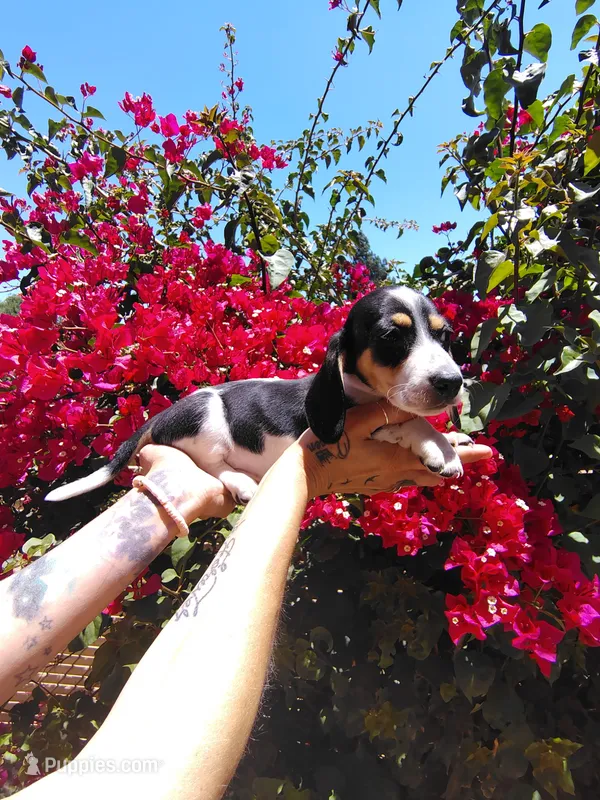 Snoopy – Miniature Dachshund puppy for sale in Perris, CA