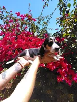 Snoopy, a male Miniature Dachshund for sale in Perris, CA – 1 of 1