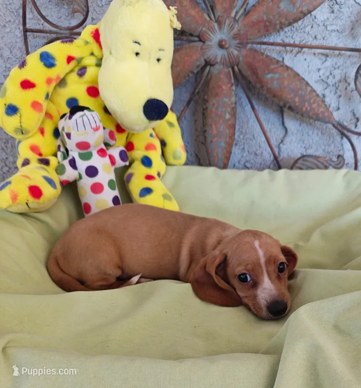 Bam bam  – Miniature Dachshund puppy for sale in Perris, CA