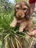 Loyd, a male Miniature Dachshund for sale in Perris, CA – 1 of 3