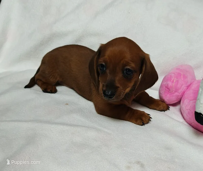 Rita – Miniature Dachshund puppy for sale in Perris, CA
