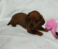 Rita, a female Miniature Dachshund for sale in Perris, CA – 1 of 1