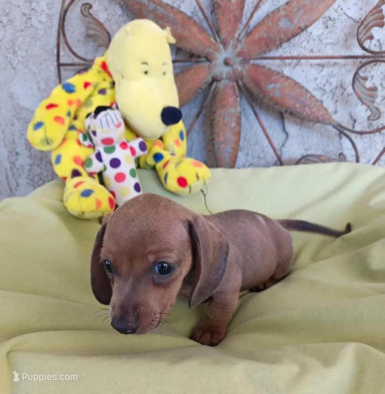 Barney – Miniature Dachshund puppy for sale in Perris, CA