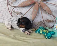 Lily, a female Miniature Dachshund for sale in Perris, CA – Photo 1 of 2