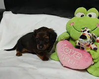 Rex, a male Miniature Dachshund for sale in Perris, CA – 1 of 1