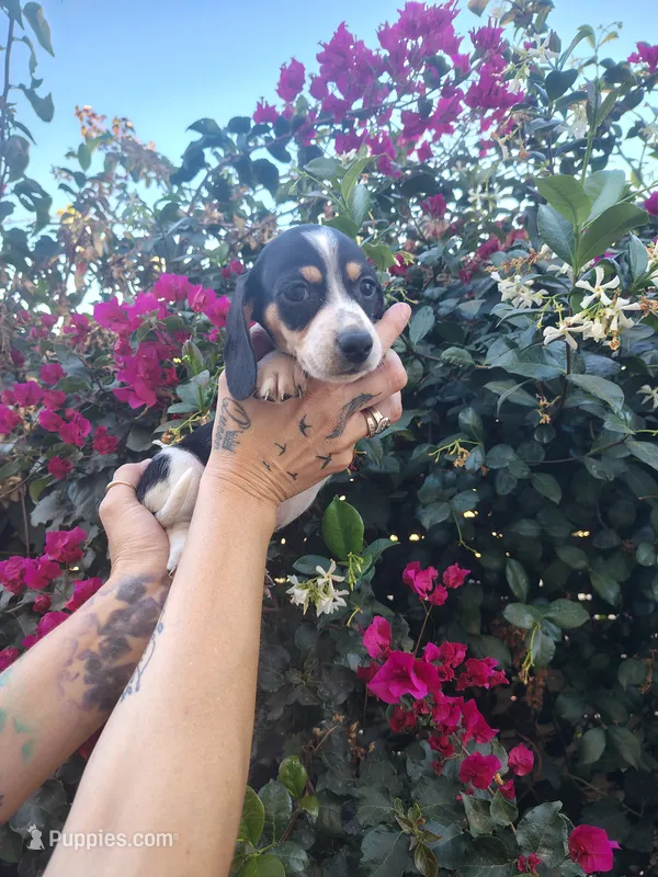 Snoopy – Miniature Dachshund puppy for sale in Perris, CA