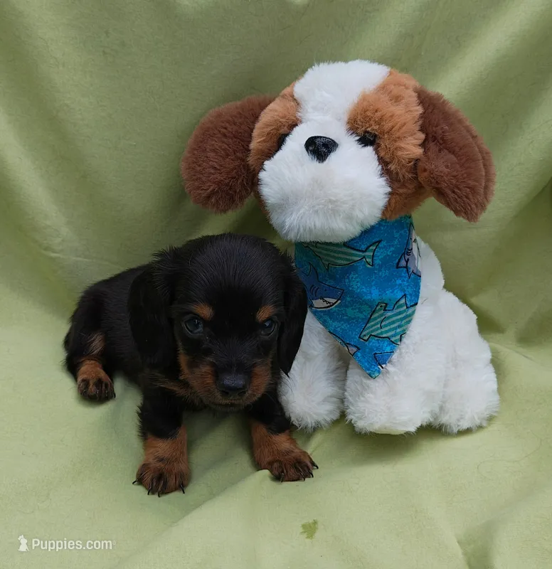 Wilma – Miniature Dachshund puppy for sale in Perris, CA