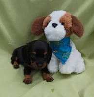 Wilma, a female Miniature Dachshund for sale in Perris, CA – 1 of 2