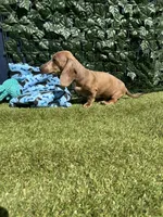 Spot, a male Miniature Dachshund for sale in Perris, CA – 2 of 4