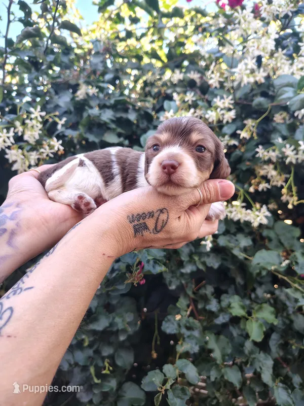 Hershey – Miniature Dachshund puppy for sale in Perris, CA