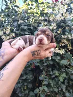 Hershey, a male Miniature Dachshund for sale in Perris, CA – 1 of 1