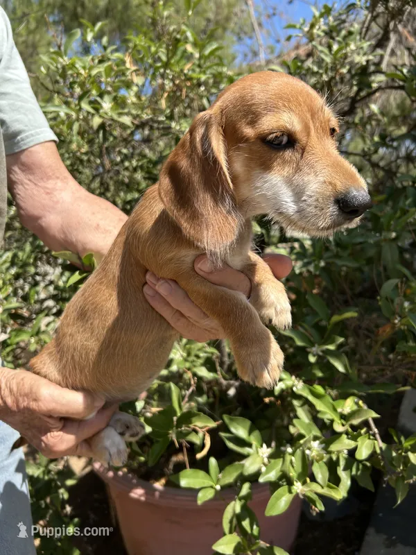 Heidi – Miniature Dachshund puppy for sale in Perris, CA