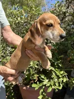 Heidi, a female Miniature Dachshund for sale in Perris, CA – 1 of 2