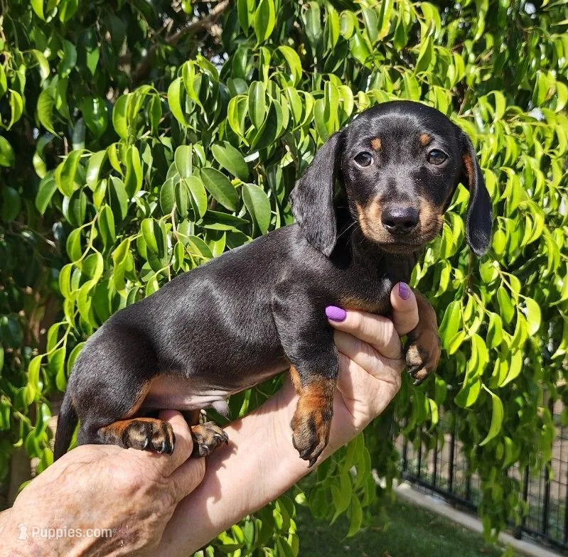Greg – Miniature Dachshund puppy for sale in Perris, CA
