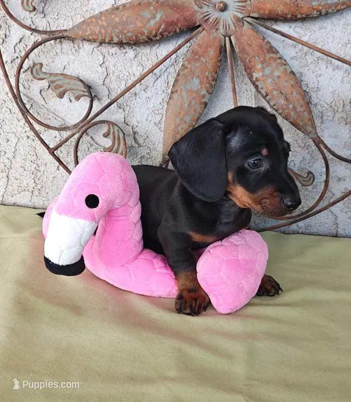 Greg – Miniature Dachshund puppy for sale in Perris, CA
