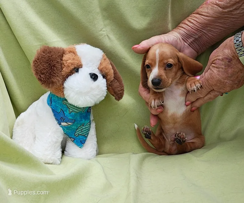 Bam bam  – Miniature Dachshund puppy for sale in Perris, CA
