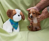 Bam bam , a female Miniature Dachshund for sale in Perris, CA – 4 of 5