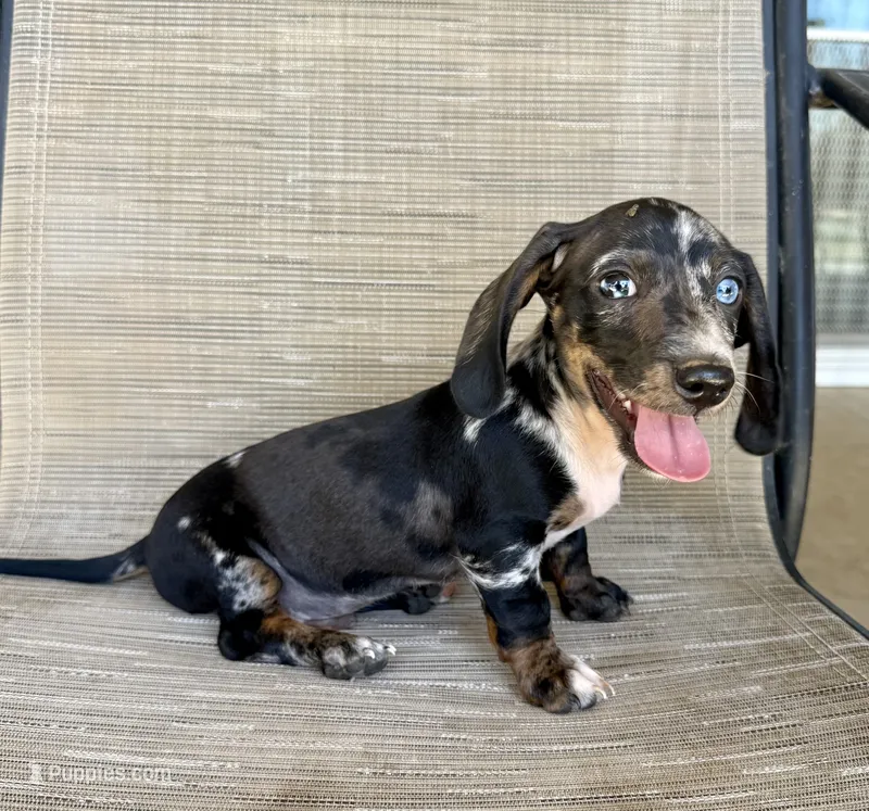 Twix – Miniature Dachshund puppy for sale in Perris, CA