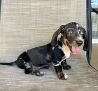Twix, a male Miniature Dachshund for sale in Perris, CA – 1 of 3