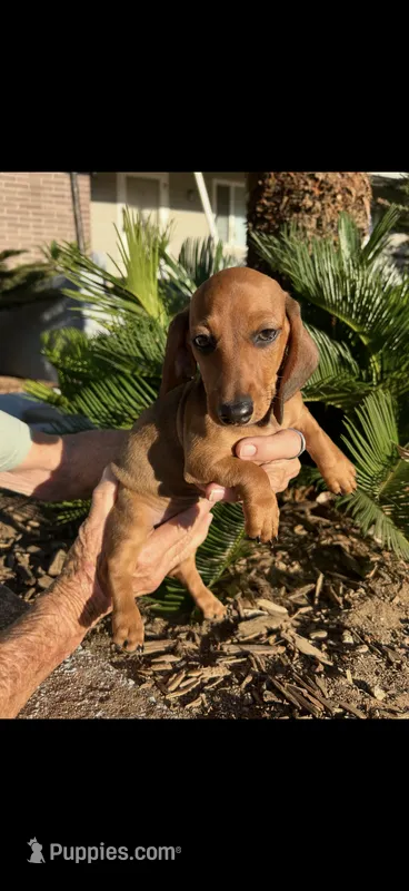 Cherry – Miniature Dachshund puppy for sale in Perris, CA