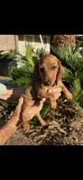 Cherry, a female Miniature Dachshund for sale in Perris, CA – 2 of 5