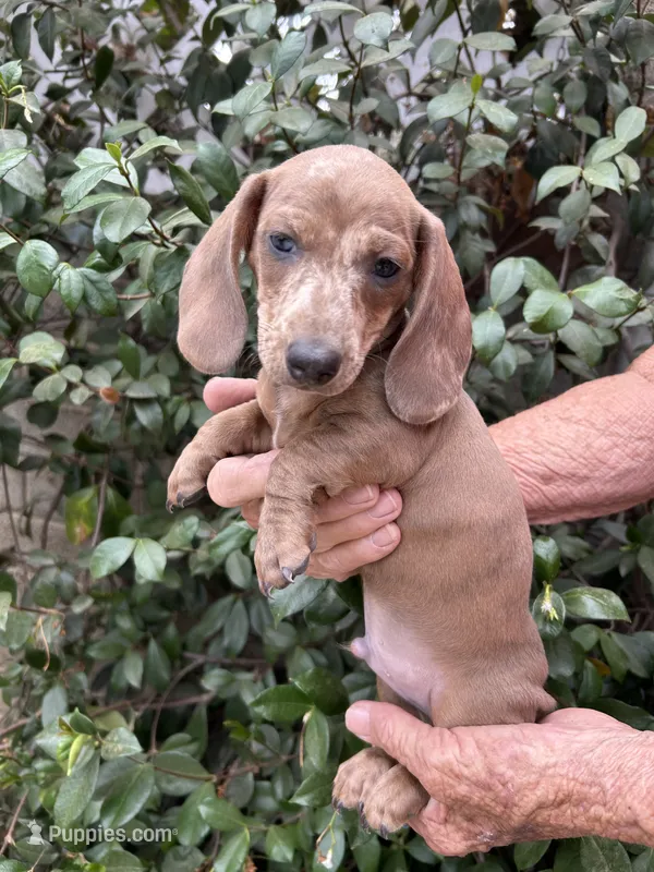 Spot – Miniature Dachshund puppy for sale in Perris, CA