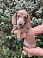 Spot, a male Miniature Dachshund for sale in Perris, CA – 1 of 1