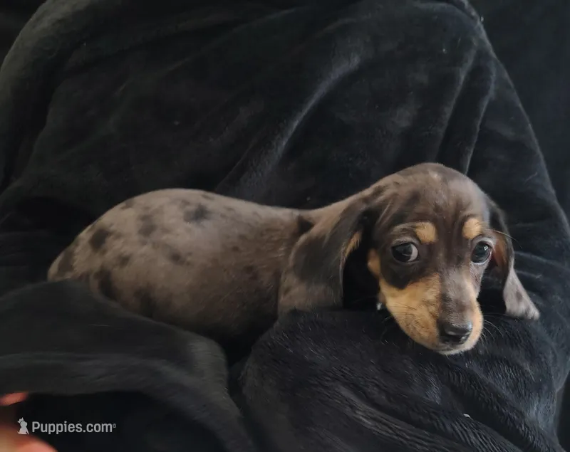 Spot – Miniature Dachshund puppy for sale in Perris, CA