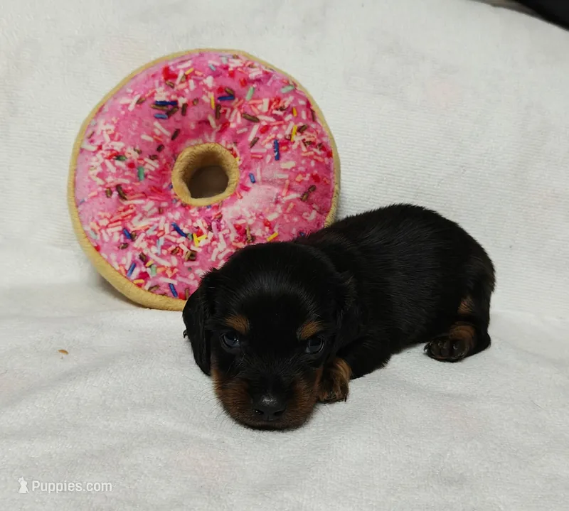 Wilma – Miniature Dachshund puppy for sale in Perris, CA