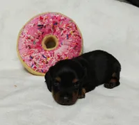 Wilma, a female Miniature Dachshund for sale in Perris, CA – 1 of 1