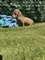 Spot, a male Miniature Dachshund for sale in Perris, CA – 3 of 4