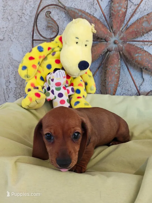 Fred – Miniature Dachshund puppy for sale in Perris, CA