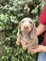 Blue, a male Miniature Dachshund for sale in Perris, CA – 3 of 3