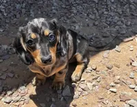 Lucy, a female Miniature Dachshund for sale in Perris, CA – 1 of 1