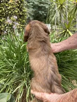 Loyd, a male Miniature Dachshund for sale in Perris, CA – 2 of 3