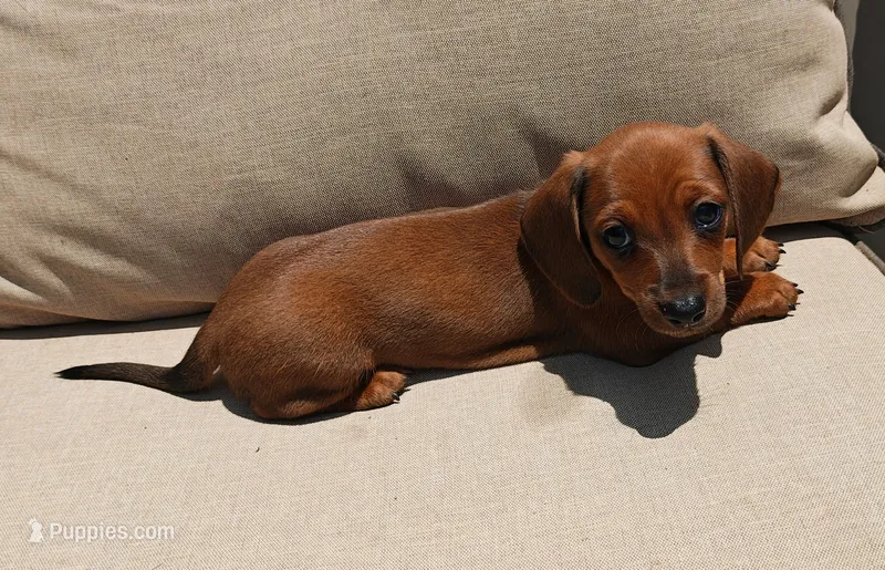 Rita – Miniature Dachshund puppy for sale in Perris, CA