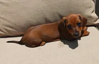 Rita, a female Miniature Dachshund for sale in Perris, CA – 3 of 4