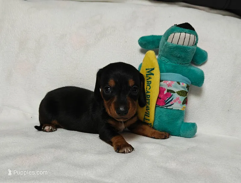 Dino, a male Miniature Dachshund for sale in Perris, CA – 1 of 1