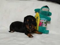 Dino, a male Miniature Dachshund for sale in Perris, CA – 1 of 1