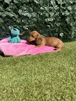 Cherry, a female Miniature Dachshund for sale in Perris, CA – 5 of 5