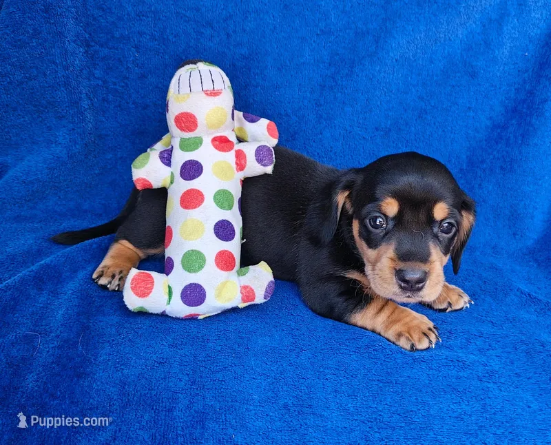Jack, a male Miniature Dachshund for sale in Perris, CA – Photo 1 of 1