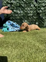 Harry, a male Miniature Dachshund for sale in Perris, CA – 3 of 4