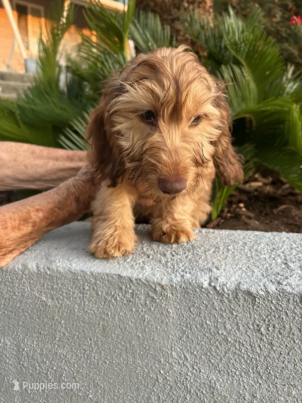 Loyd – Miniature Dachshund puppy for sale in Perris, CA