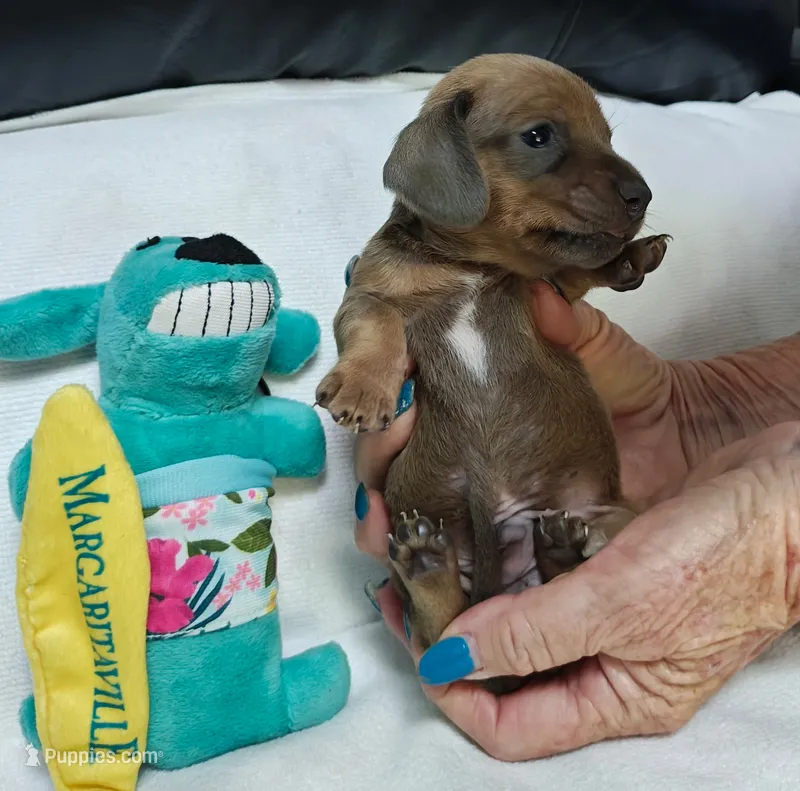 Barney – Miniature Dachshund puppy for sale in Perris, CA